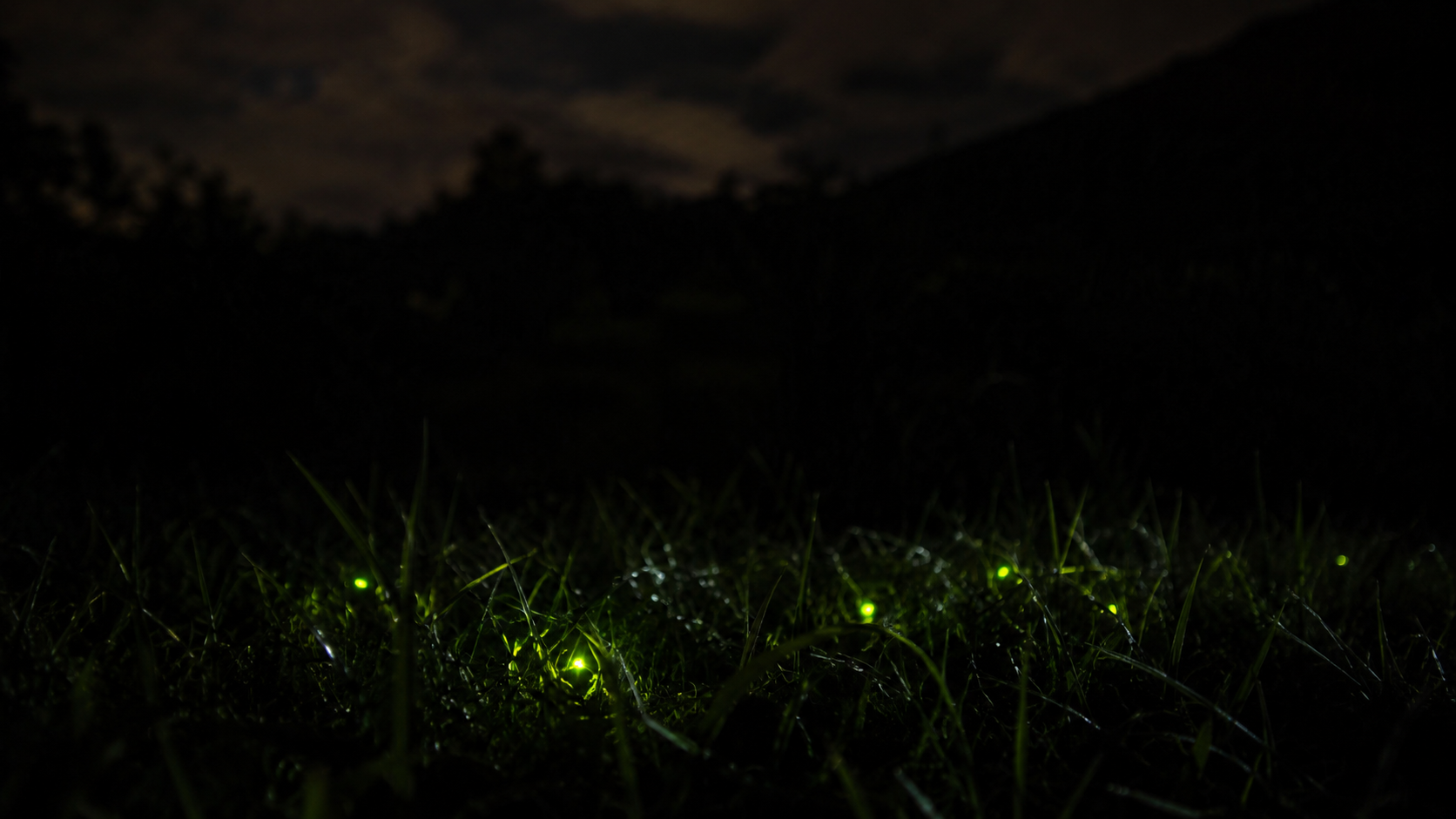 Petits points de lumière verte de vers luisants dans l'herbe sombre la nuit