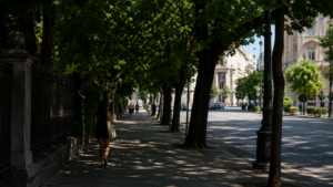 Les arbres, climatiseurs des villes : jusqu&rsquo;à 12 degrés de moins à l&rsquo;ombre