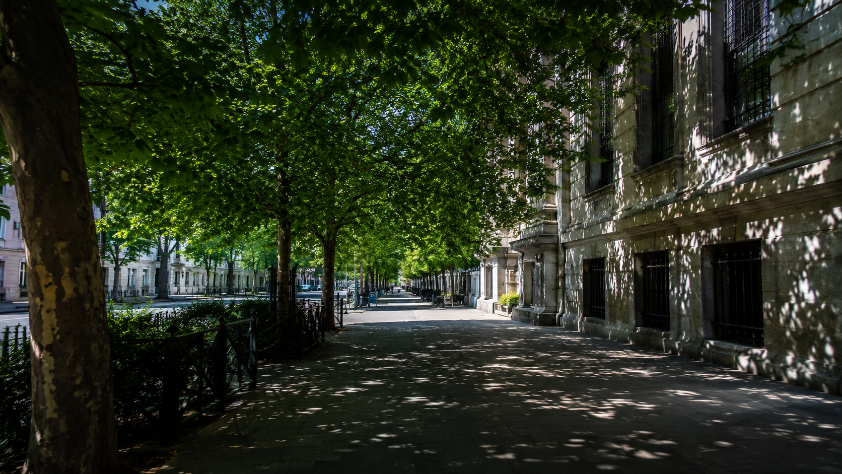 Lumière du soleil filtrée par le feuillage d'un arbre au-dessus d'un trottoir ombragé