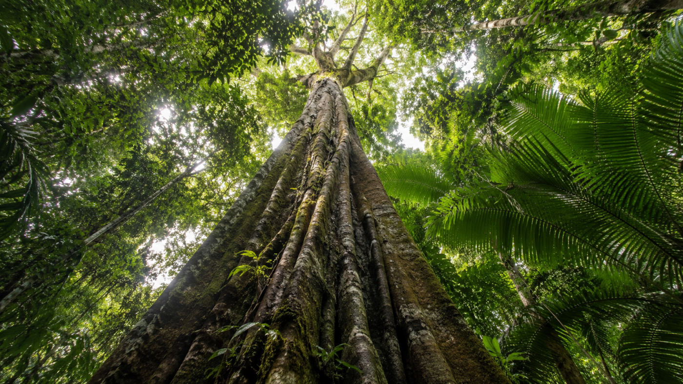 Contre-plongée le long du tronc d'un arbre tropical géant vers sa cime ensoleillée