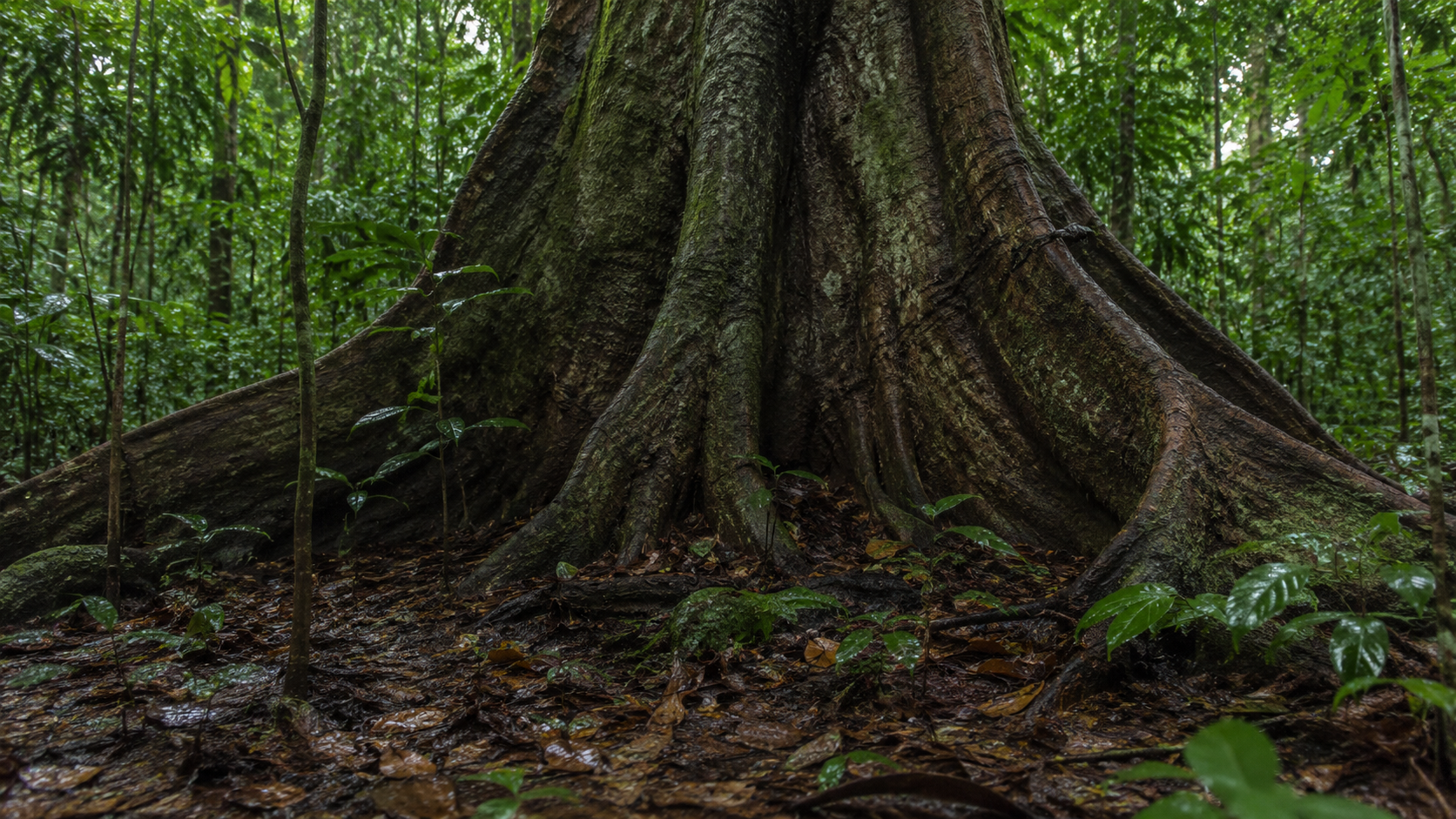 Base d'un tronc d'arbre tropical géant avec racines et écorce texturée