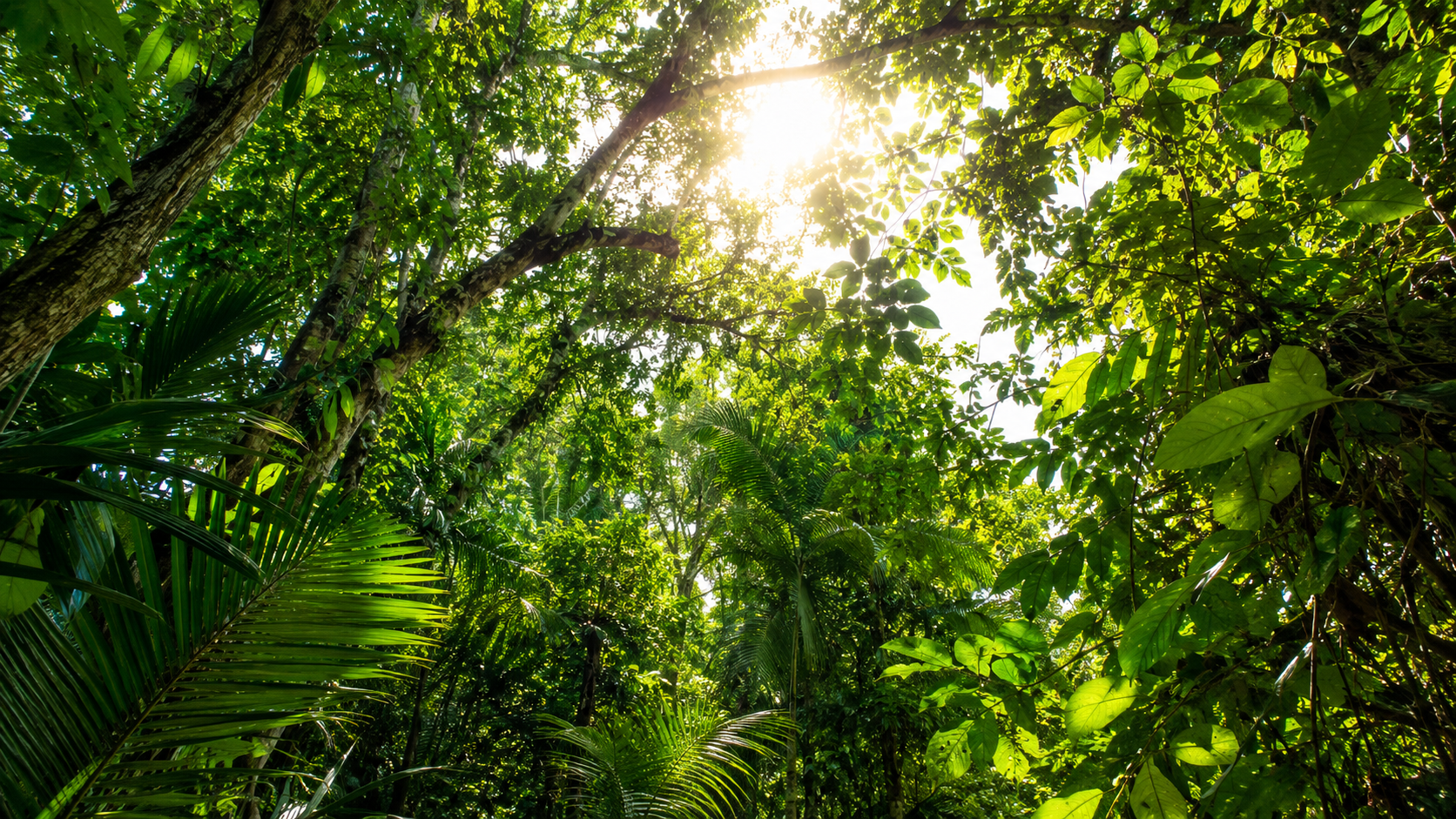 Canopée dense de forêt tropicale en pleine lumière vue de l'intérieur