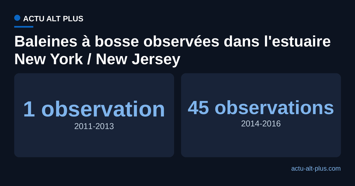 Observations de baleines a bosse dans l'estuaire New York New Jersey : 1 sur 2011-2013 contre 45 sur 2014-2016