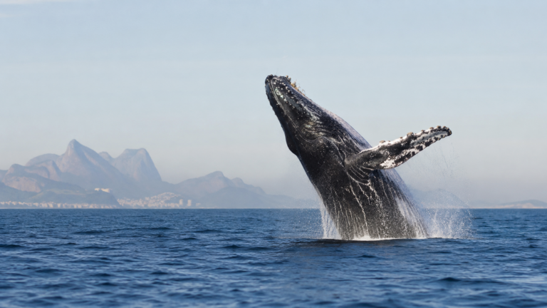 Une baleine a bosse saute hors de l'eau au large d'une cote tropicale, gerbe d'ecume dans la lumiere du matin