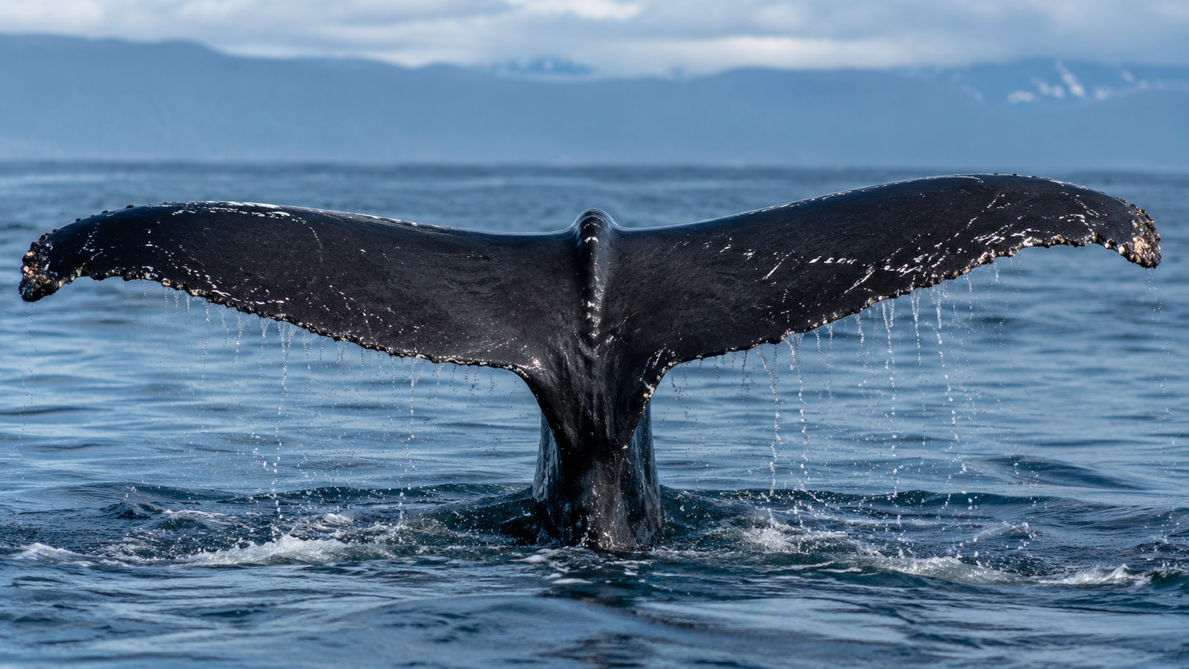 Nageoire caudale d'une baleine a bosse dressee au-dessus d'une mer calme