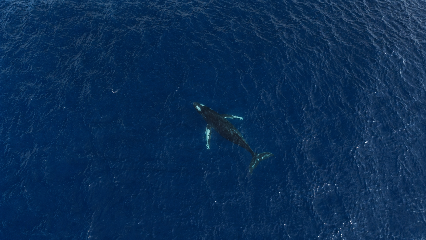 Vue en plongee d'un vaste ocean bleu avec la silhouette d'une baleine a bosse sous la surface