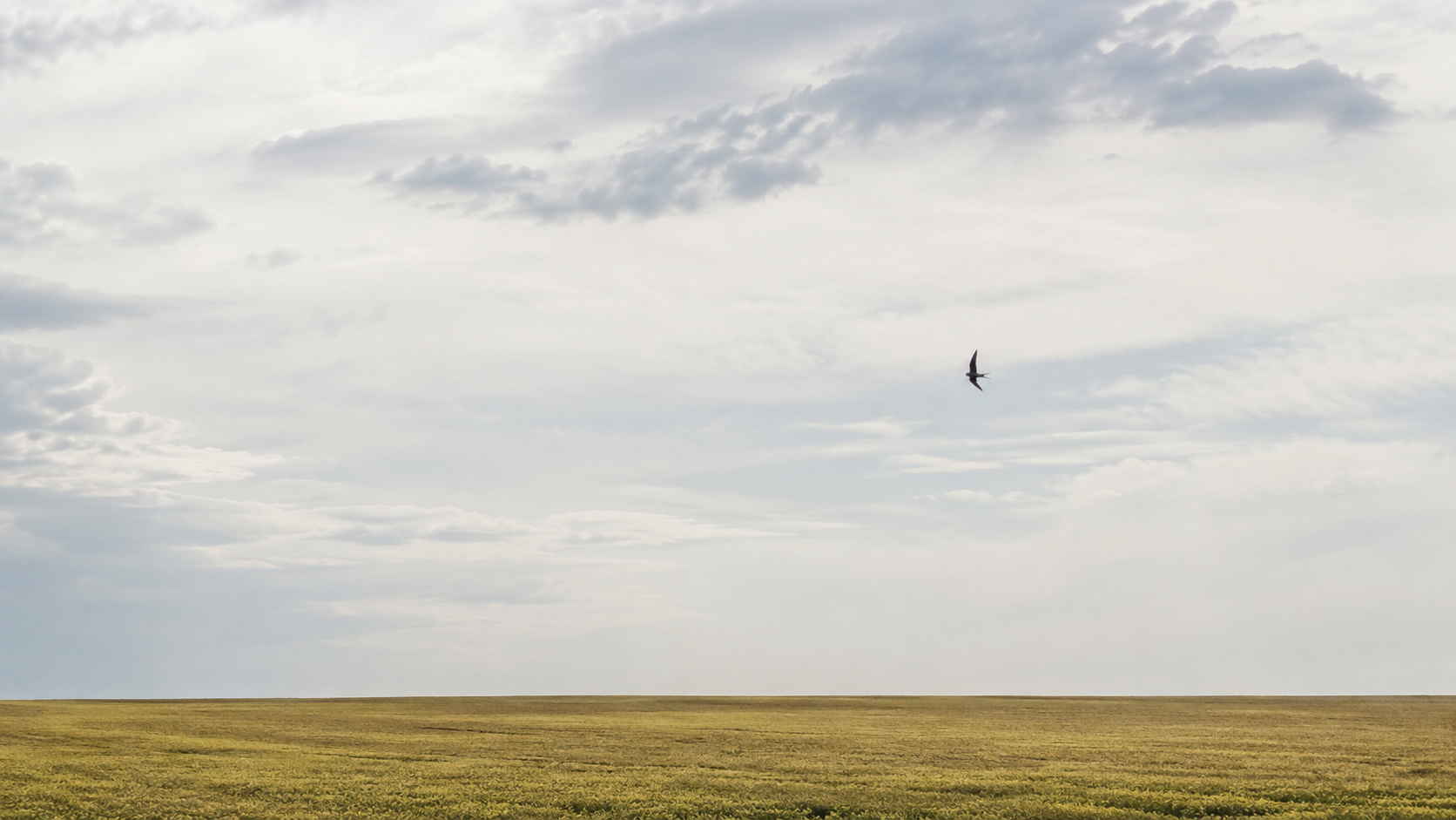 Une hirondelle solitaire traverse un vaste ciel au-dessus d'un champ ouvert sans haies