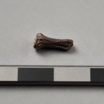 Un petit os fossile de pied, brun sombre, posé sur un plateau de musée neutre à côté d'une réglette métrique