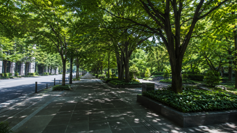 Une large avenue urbaine ombragee par une canopee dense d'arbres, en ete