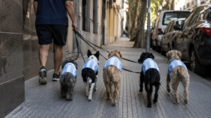 À Buenos Aires, 13 chiens en maillot de l’Argentine sont devenus les stars du quartier
