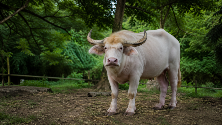 Un buffle blanc albinos à la touffe de poils clairs, debout dans un enclos ombragé