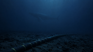 Les câbles internet du fond des mers savent désormais repérer une baleine qui ne fait aucun bruit