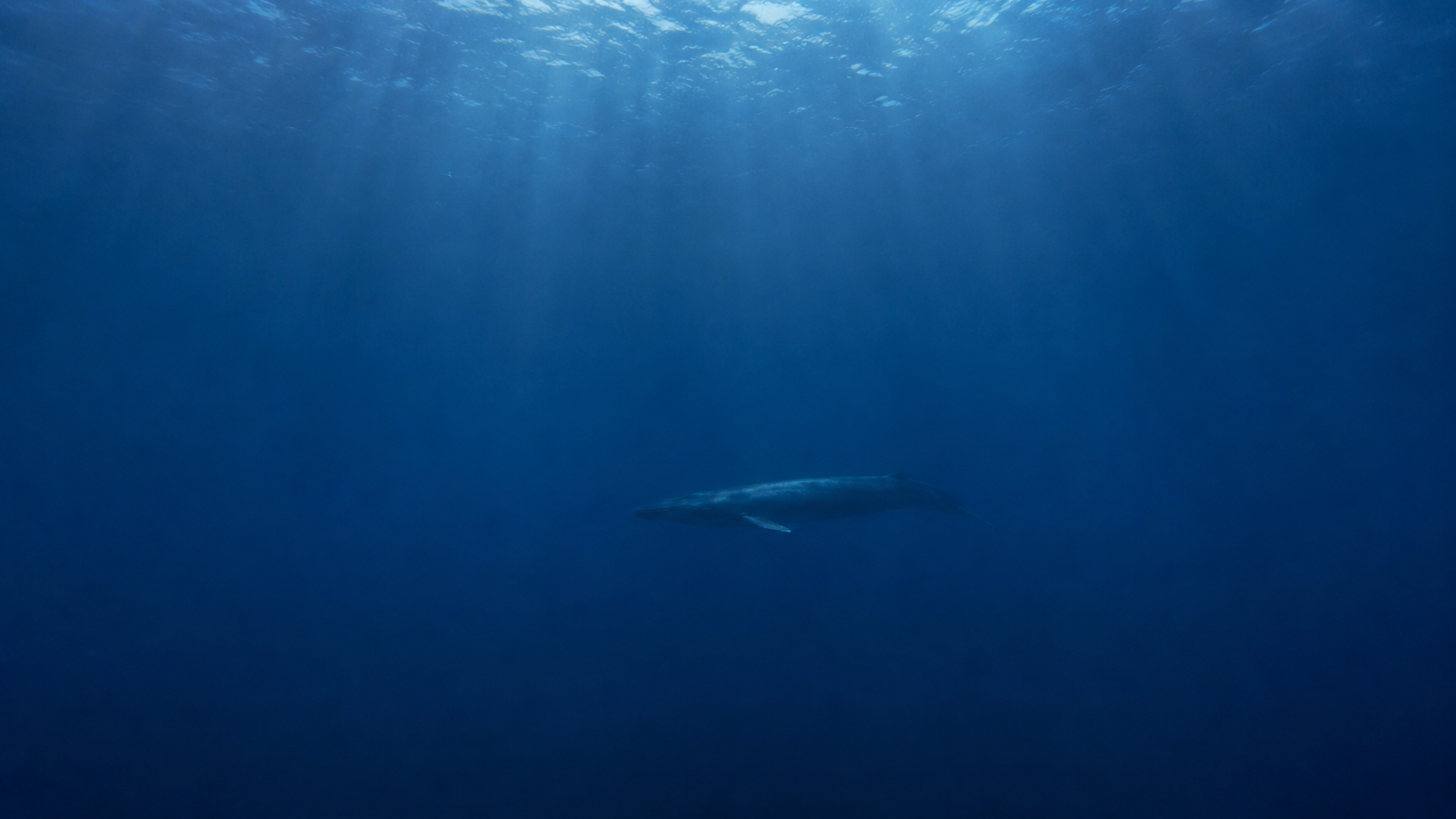 La silhouette lointaine d'un rorqual commun nageant seul dans le bleu profond de l'océan.