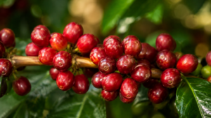 Votre café tient sur deux plantes : plus de 60 % des espèces sauvages, leur coffre-fort génétique, sont menacées d’extinction