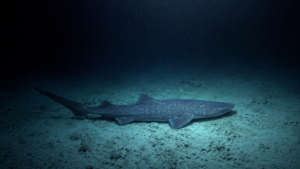Un grand requin des grands fonds glisse au ras d'un sédiment pâle dans l'obscurité abyssale, sous une lumière bleu-vert froide