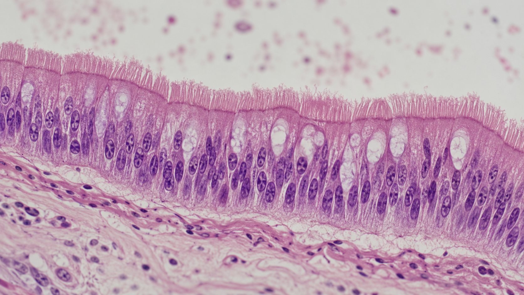 Visualisation au microscope d'une couche de cellules intestinales.