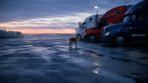 Disparu depuis 2021, Chong est retrouvé à 1 033 km de chez lui, et sa puce a failli tout bloquer