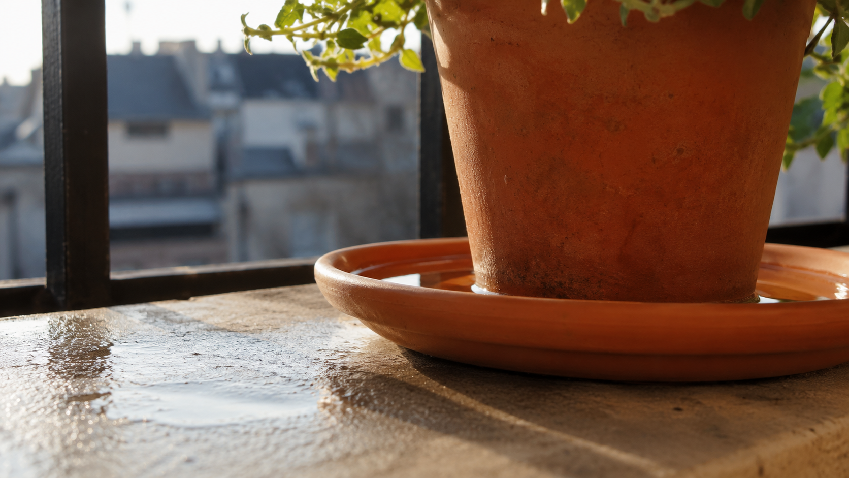Une soucoupe sous un pot de fleurs retenant un fond d'eau de pluie sur un balcon