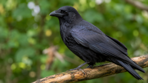 Un jeune corvidé nourrit un oisillon orphelin affamé : ce que la scène dit de leur intelligence