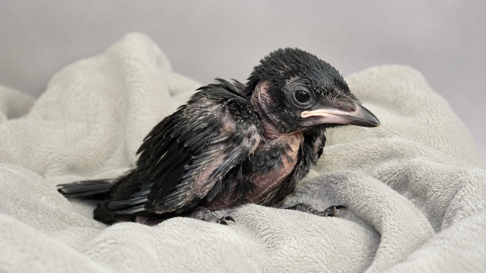 Jeune corvidé au plumage clairsemé, fragile, posé dans une lumière douce.