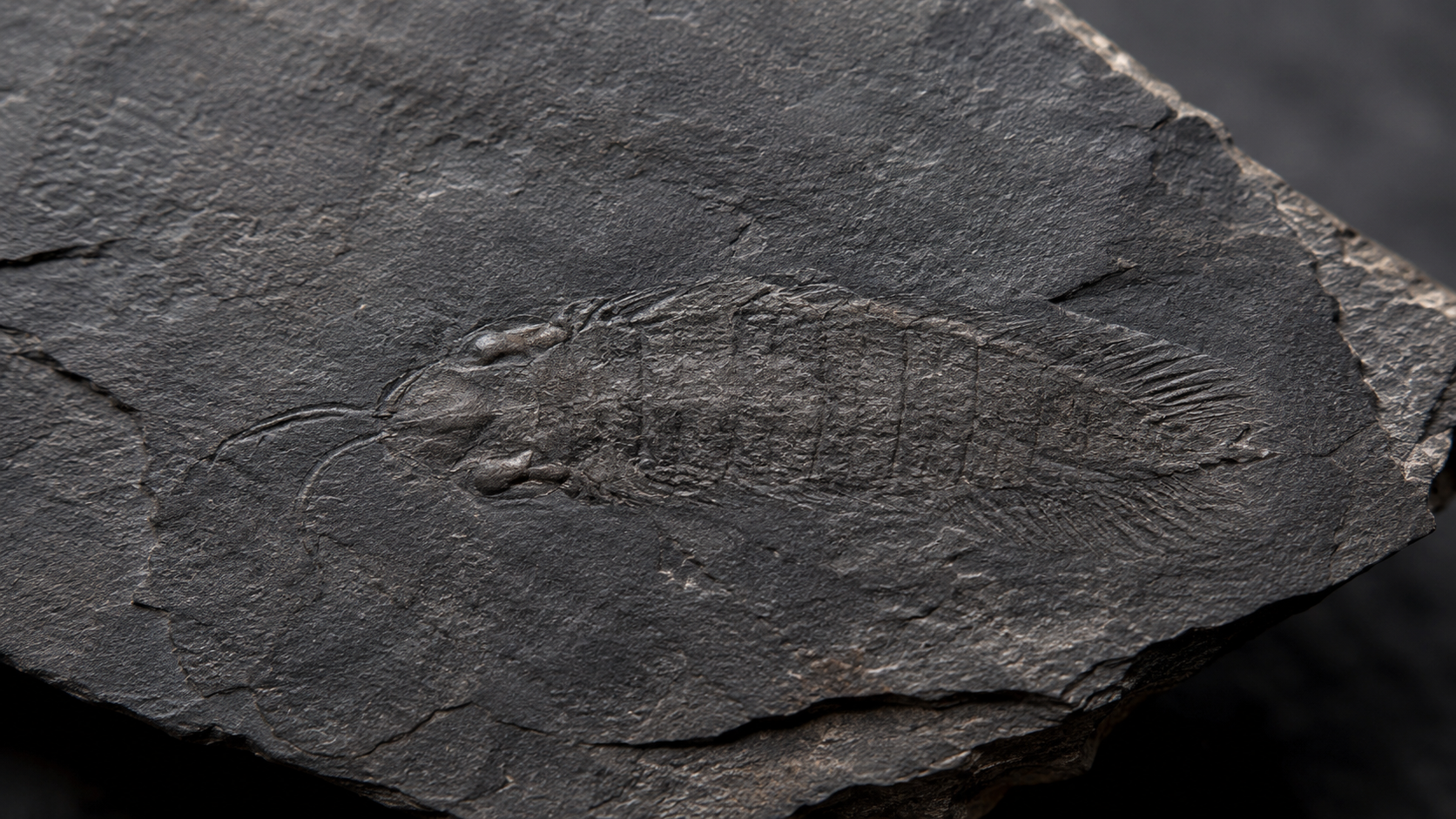 Dalle de schiste sombre portant l'empreinte tenue d'un petit arthropode fossile