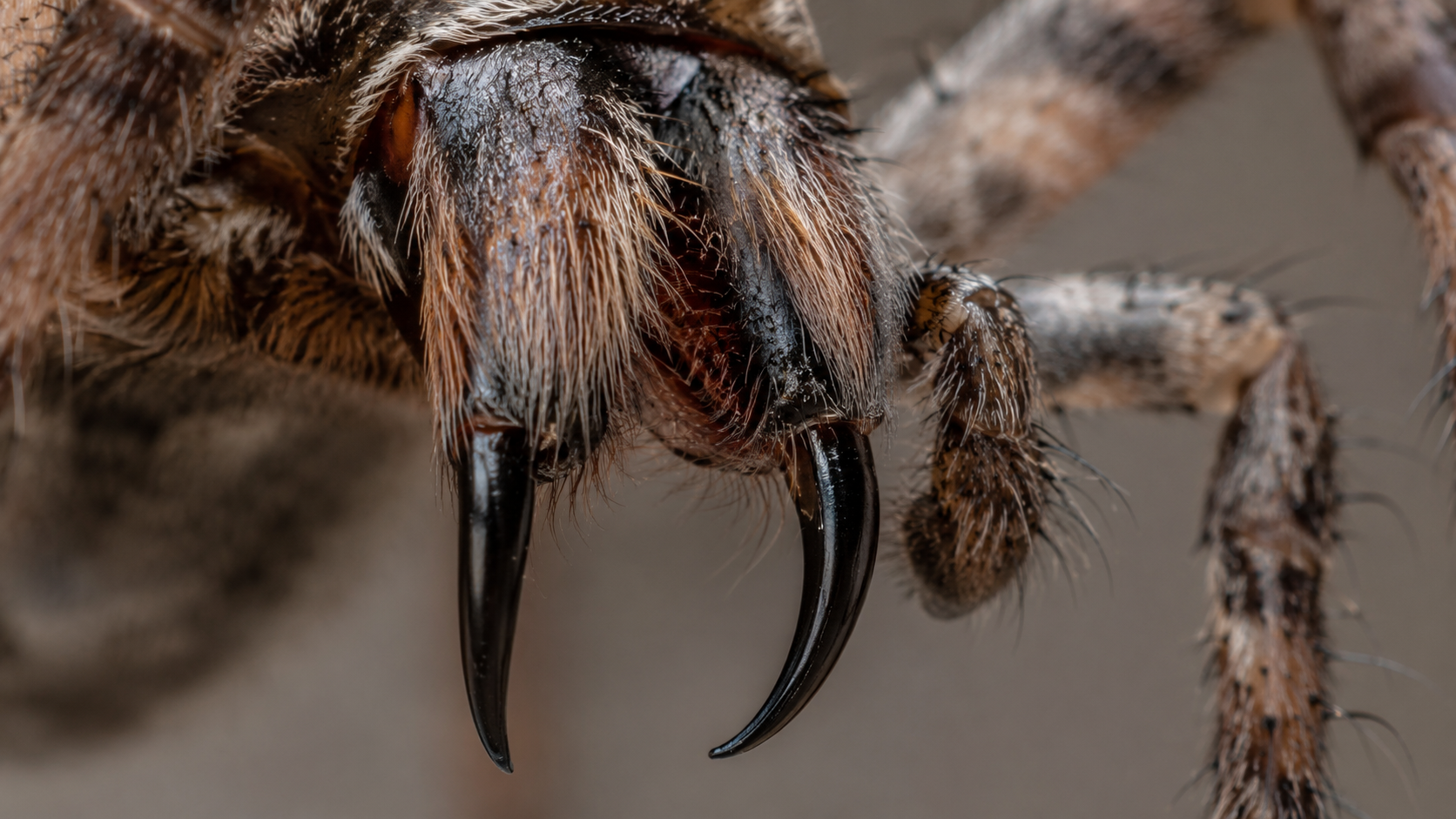 Gros plan macro sur les crochets et chélicères d'une araignée moderne