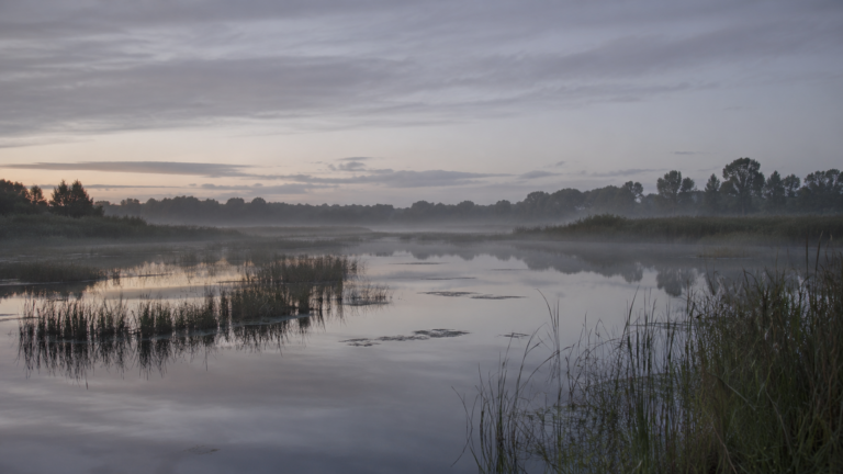 Une zone humide brumeuse au petit matin, eau calme et roseaux, sans presence animale ni humaine.