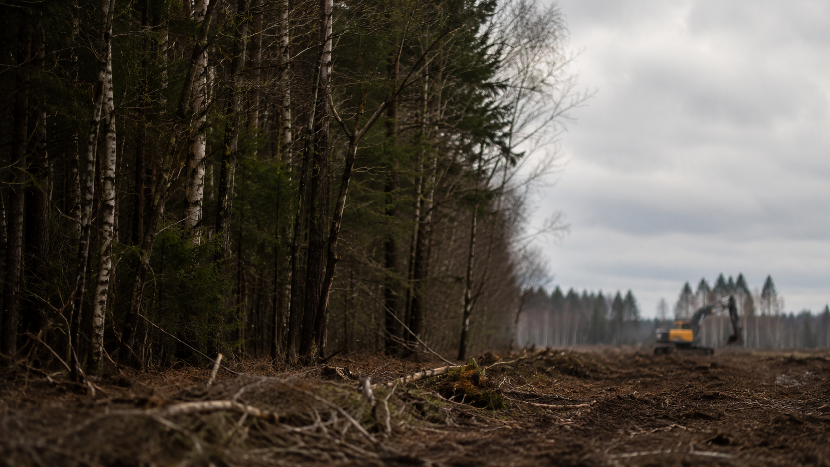Lisière de forêt donnant sur une clairière, un engin de chantier flou au loin, ciel couvert.
