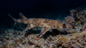 Un dixième requin qui marche vient d’être décrit au large de la Papouasie