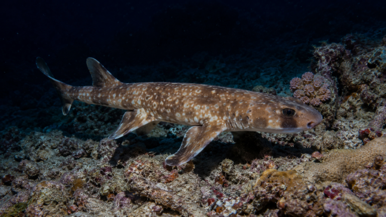Un petit requin marcheur brun moucheté avance sur un fond de récif corallien la nuit