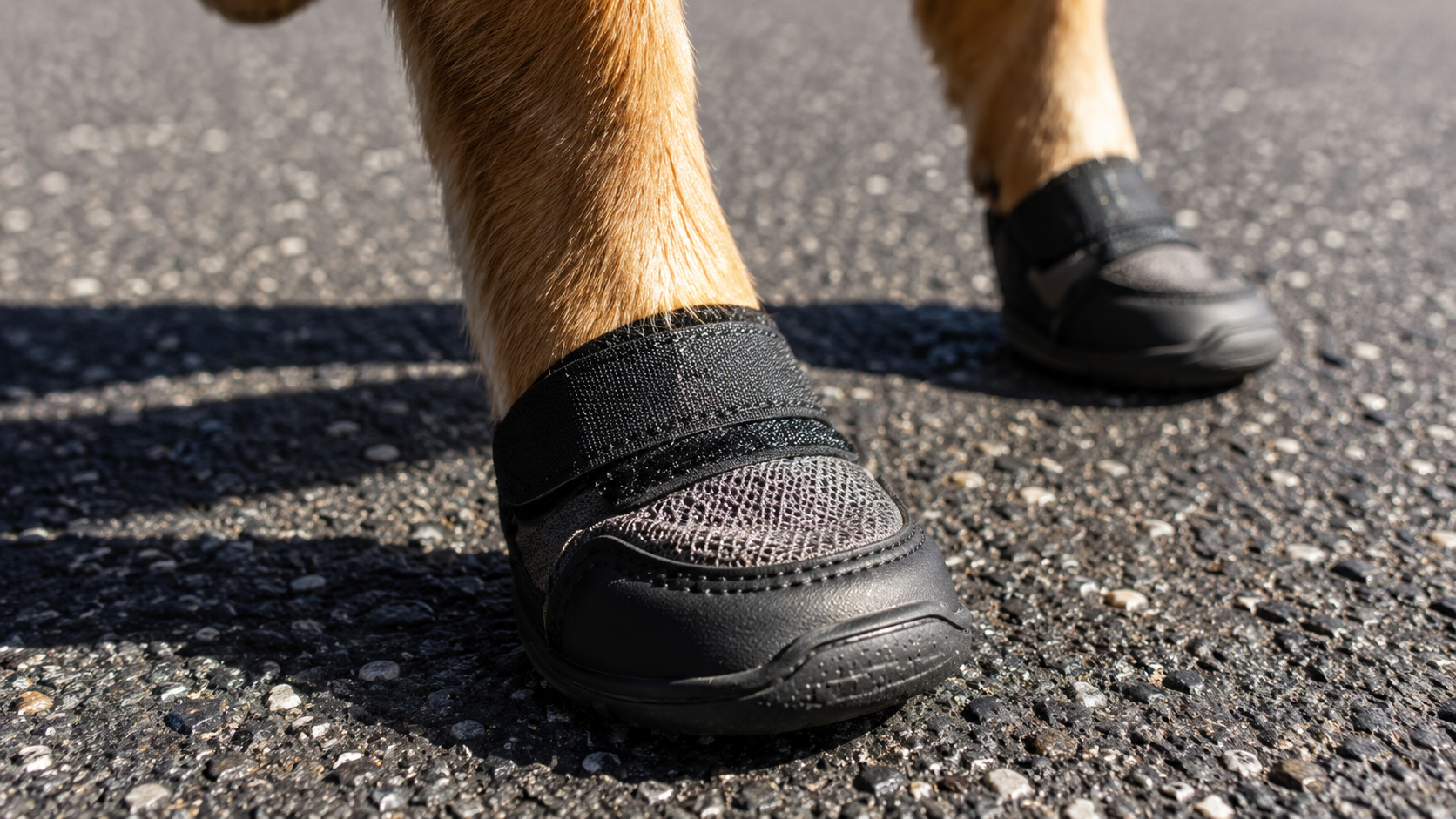 Gros plan sur les pattes d'un chien portant des chaussons de protection sur le bitume