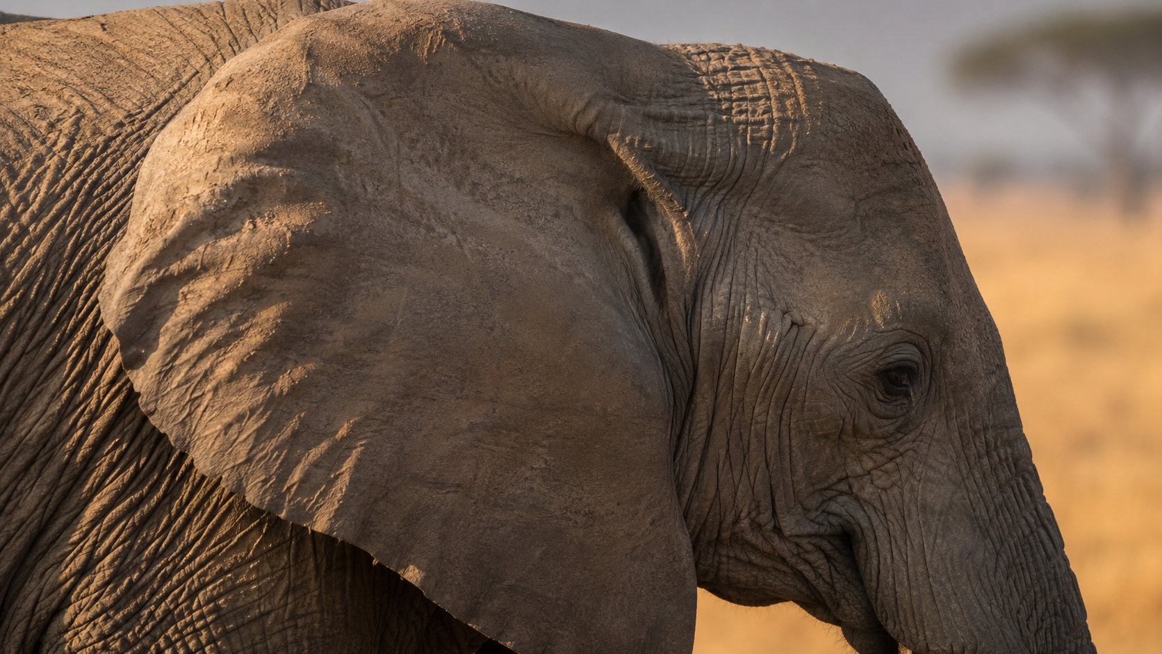 Profil de la tête d'un éléphant d'Afrique cadré sur la grande oreille et la base du conduit auditif