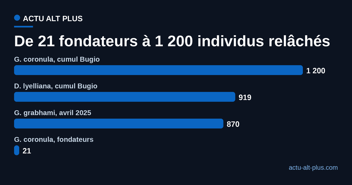 Nombre d'escargots des îles Desertas relâchés depuis 2024, par espèce, face aux 21 fondateurs