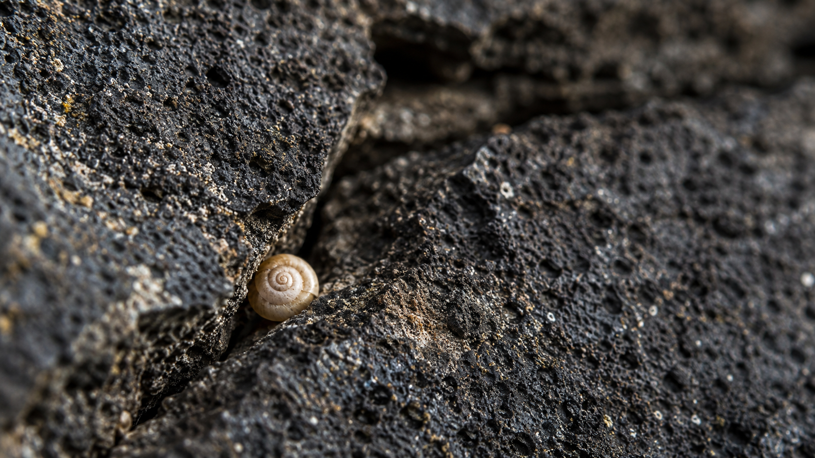 Très petit escargot terrestre pâle posé dans une fissure de roche volcanique sèche, en macro