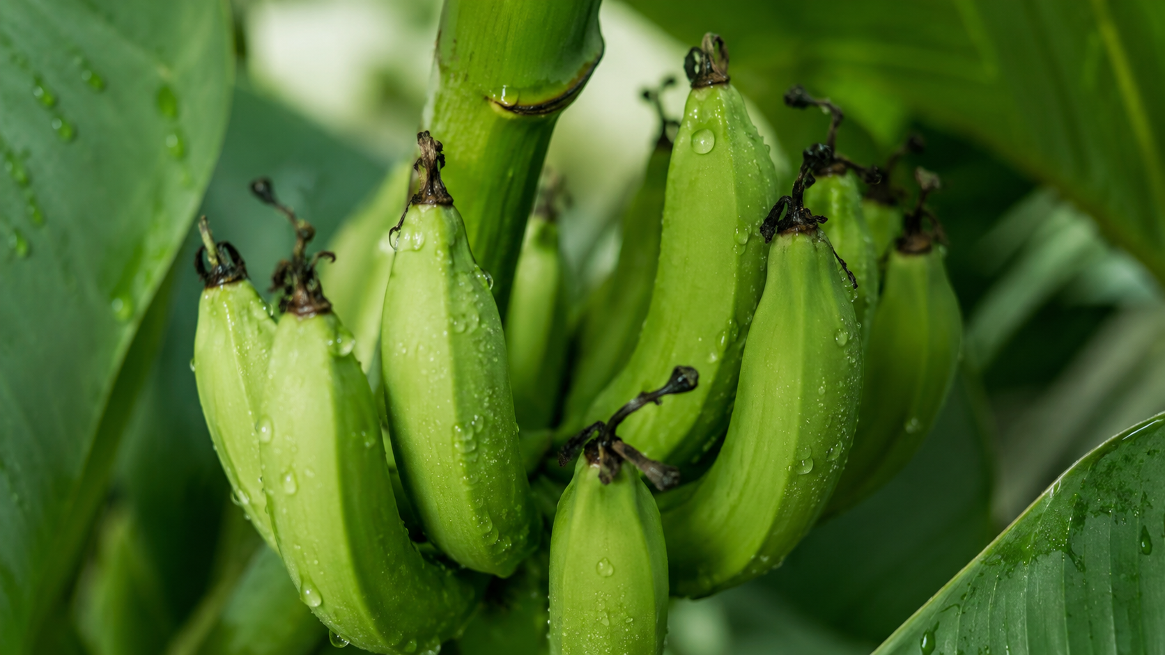 Gros plan d'un petit régime de bananes vertes en formation, avec des gouttes d'eau sur les fruits.