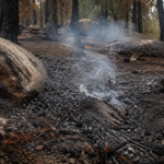 Sol de forêt de pins calciné entre des blocs de grès, mince filet de fumée blanche sortant du sol, sans flamme