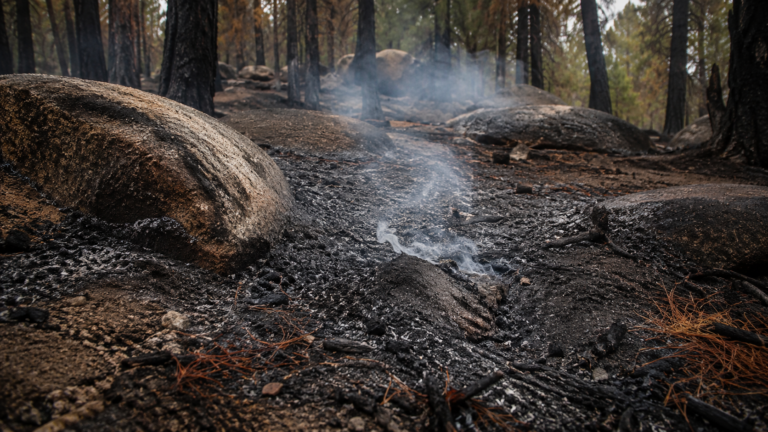 Sol de forêt de pins calciné entre des blocs de grès, mince filet de fumée blanche sortant du sol, sans flamme