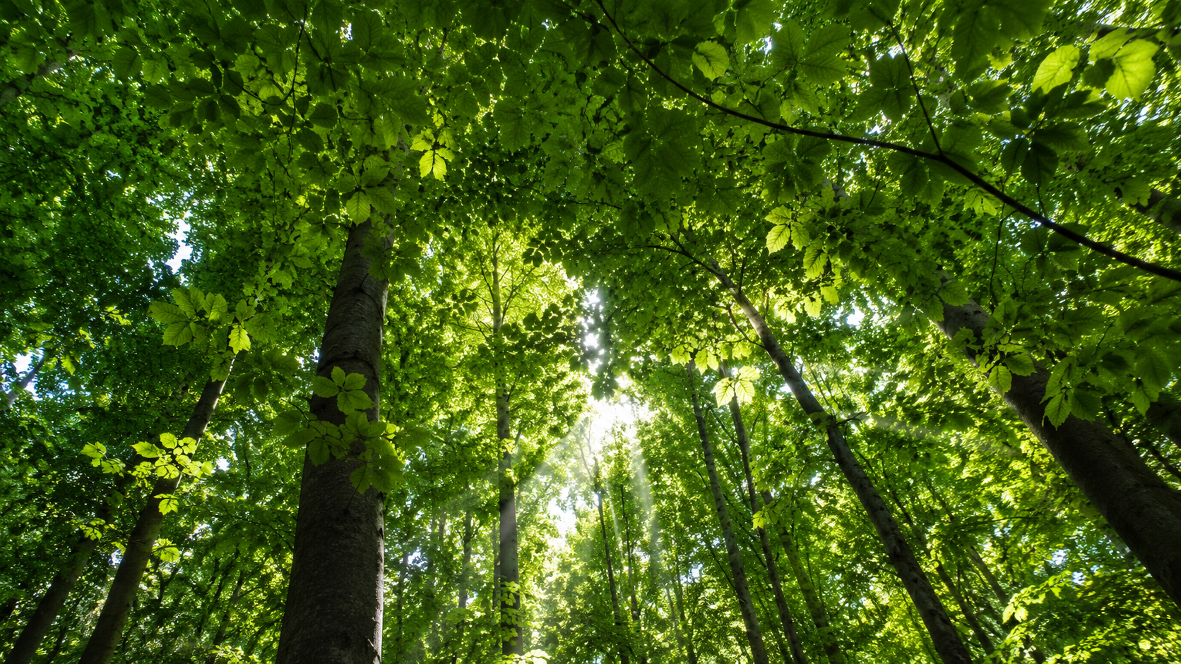 Canopée dense de feuillus vue d'en dessous, lumière filtrant entre les feuilles