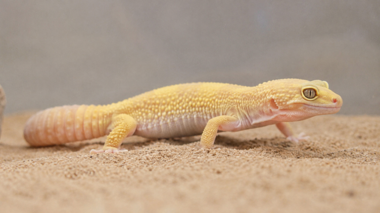 Un gecko léopard à la robe jaune pâle posé sur un substrat sable clair dans un terrarium