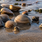 Coquillages de coque et de palourde sur du sable humide