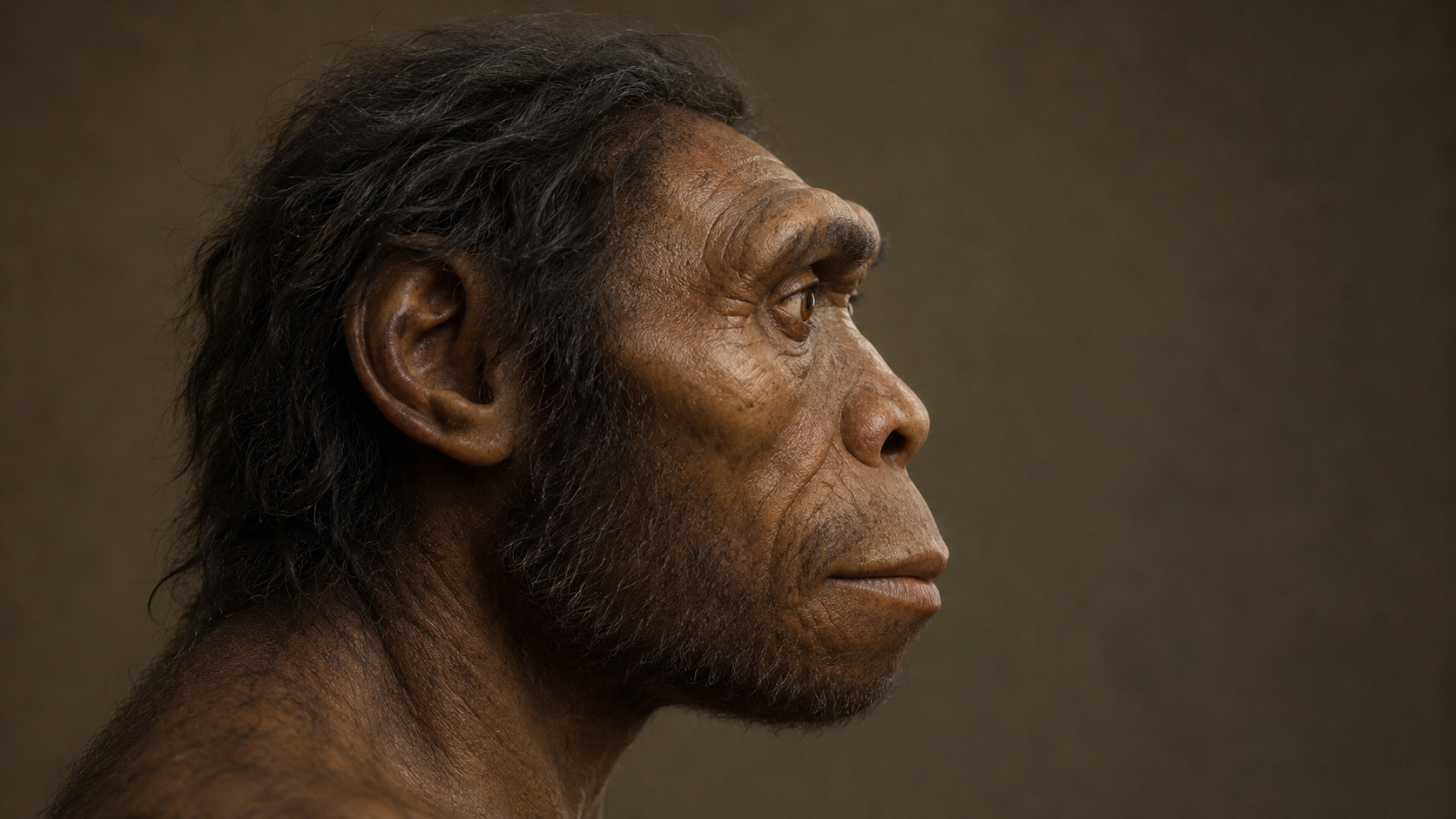 Reconstitution paléoart de profil d'une tête d'Homo ancien sur fond neutre