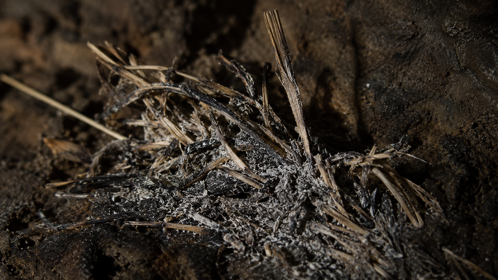 Très gros plan de tiges d'herbe sèche et de cendre fine posées sur un sédiment sombre de grotte, lumière latérale rasante