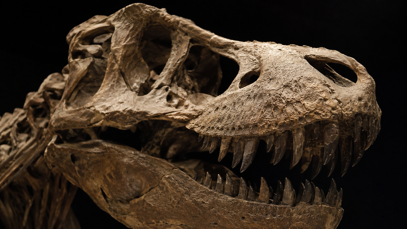 Gros plan d'un crâne fossilisé de tyrannosaure avec ses rangées de grandes dents sous un éclairage latéral