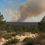 Paysage de pinède sablonneuse au premier plan et panache de fumée brune qui monte au loin sur l'horizon