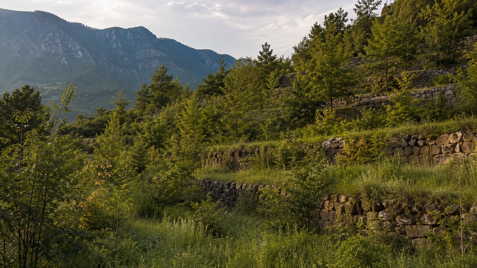 Anciennes terrasses agricoles italiennes reconquises par de jeunes arbres et des murets envahis par la végétation