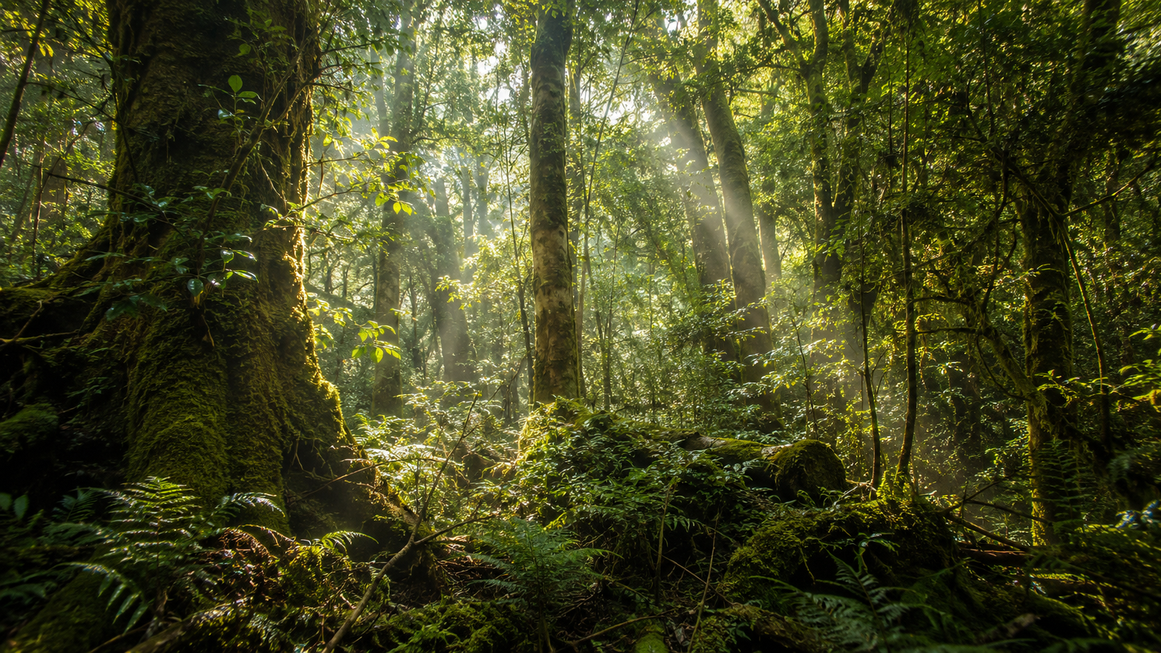 Intérieur d'une forêt dense des Apennins, sous-bois épais traversé par la lumière