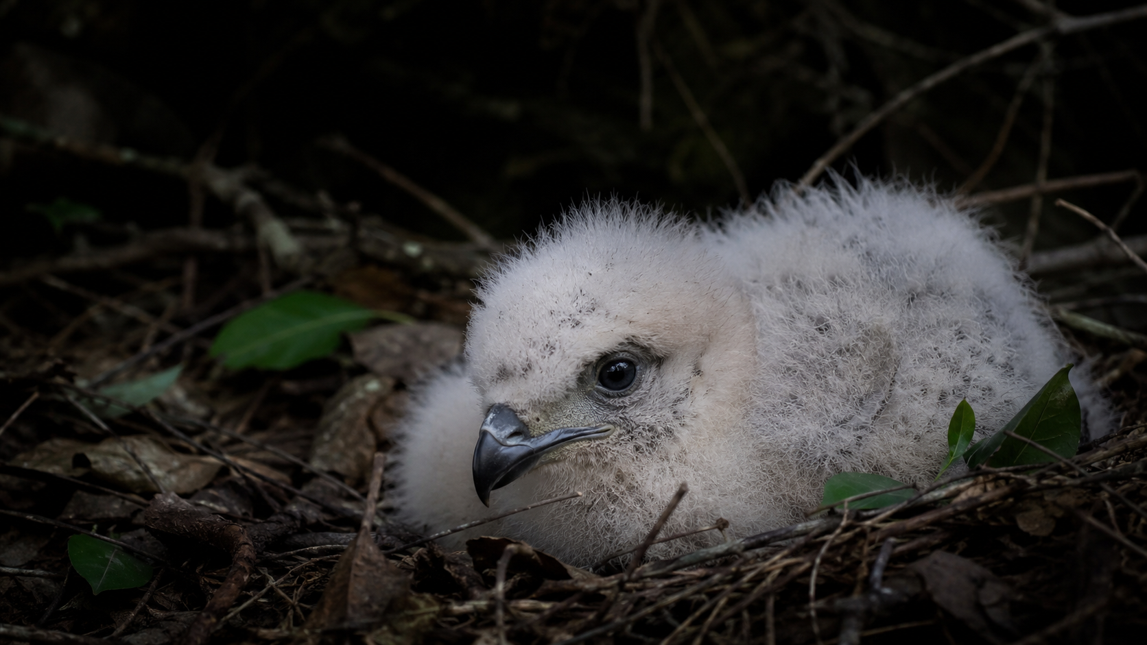 Poussin duveteux gris pale au creux d'un nid de brindilles