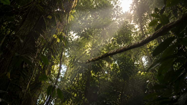 Canopée de forêt équatoriale traversée par un rai de lumière, une branche vide au premier plan