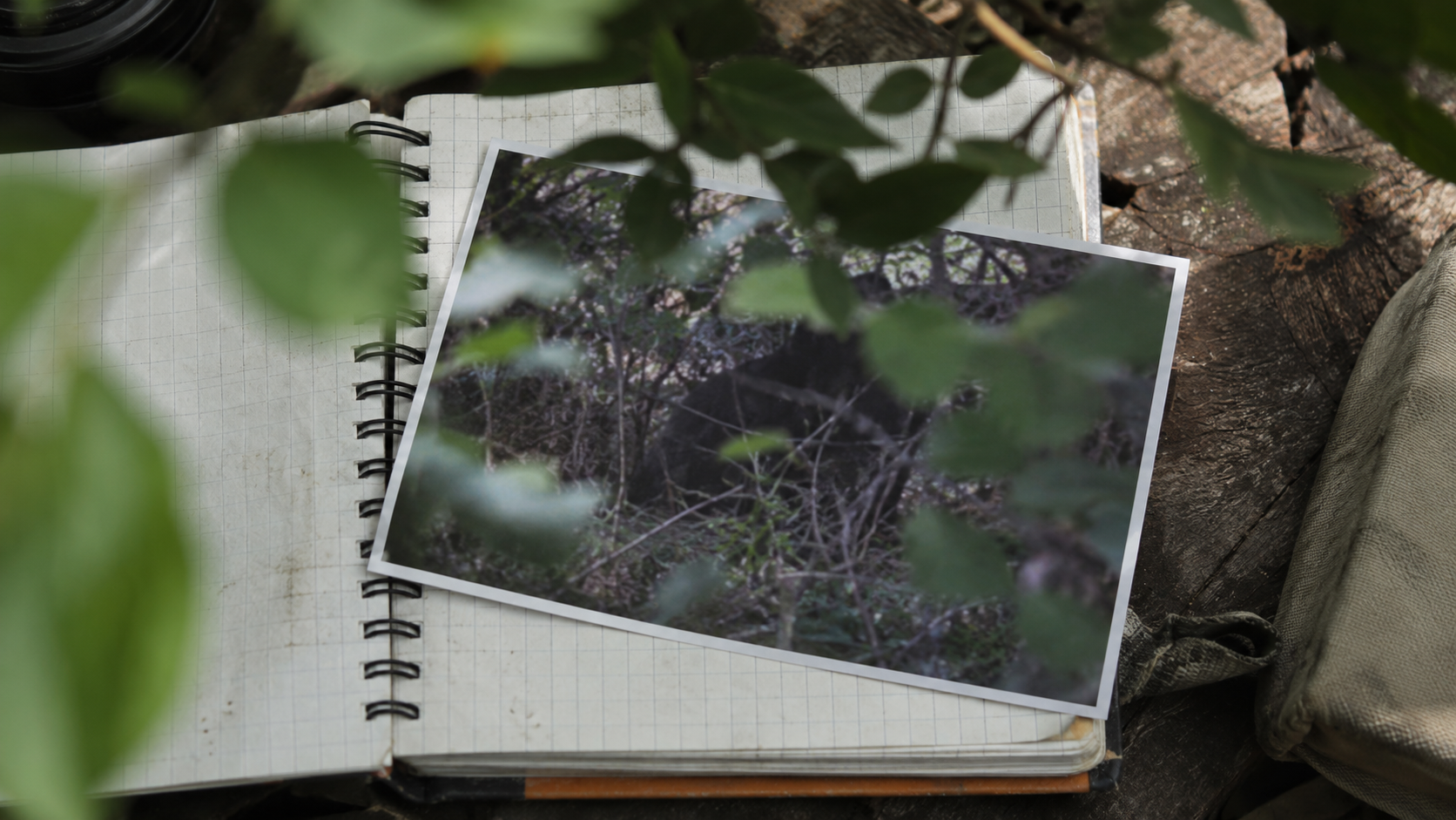 Photographie animalière floue, masquée par le feuillage, posée sur un carnet de terrain