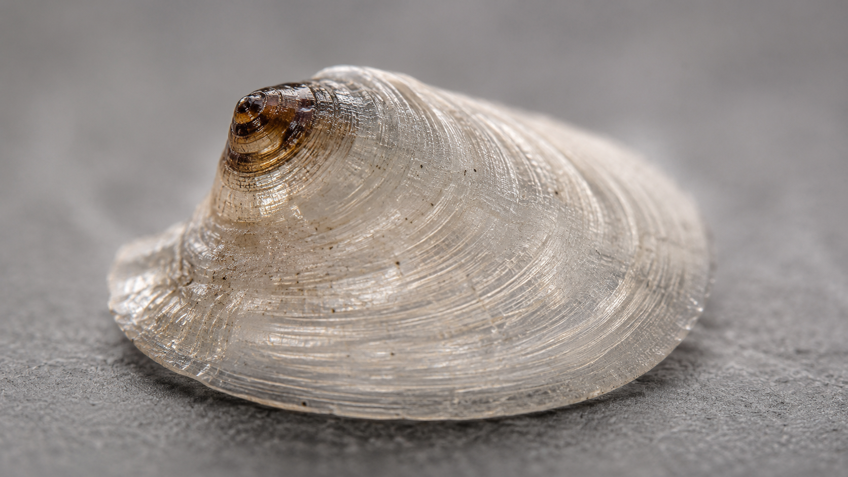 Macrophotographie d'une minuscule coquille de patelle translucide, sa pointe larvaire brune bien visible